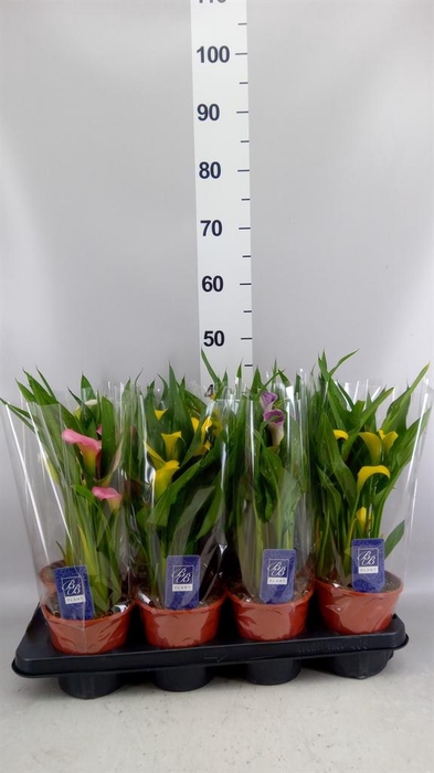 <h4>Zantedeschia   ...mix</h4>