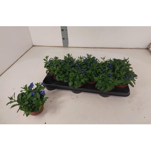 LOBE ER LAG  T D BLU