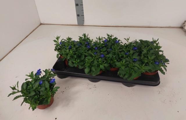 <h4>LOBE ER LAG T D BLU</h4>