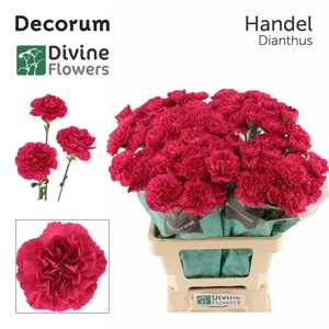 Dianthus ST 'Handel'