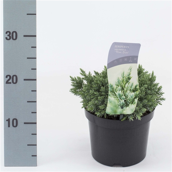 <h4>Juniperus sq. 'Blue Star' C2</h4>
