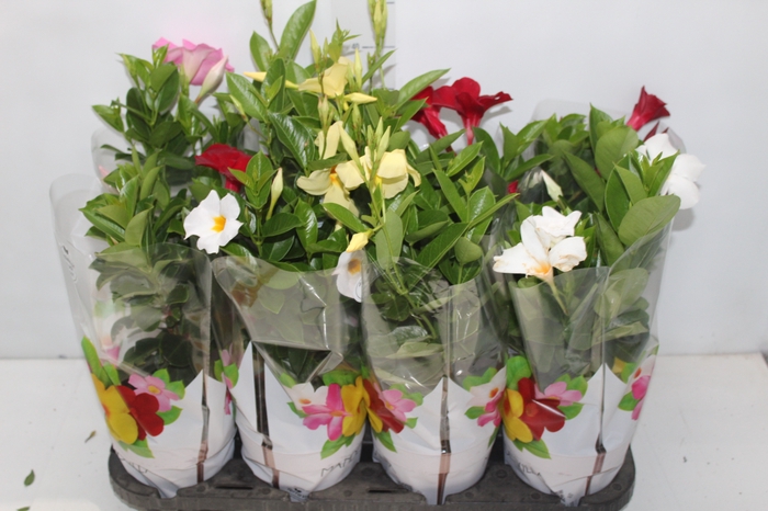 <h4>DIPLADENIA P15</h4>