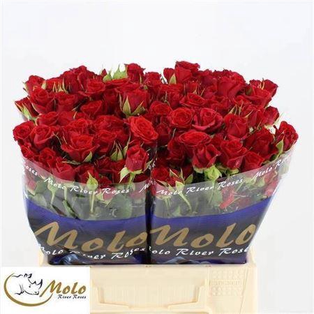 <h4>R Tr Mirabel</h4>