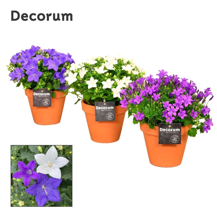 <h4>Campanula Mix Decorum Patio Pot TC</h4>