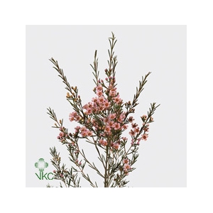 Chamelauc Wendy Rose