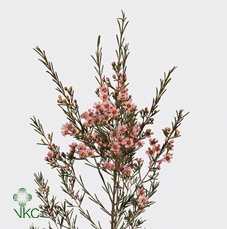 <h4>Chamelauc Wendy Rose</h4>