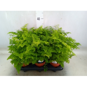 Adiantum raddi. 'Fritz-Luthi'