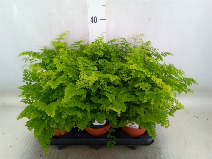 <h4>Adiantum raddi. 'Fritz-Luthi'</h4>