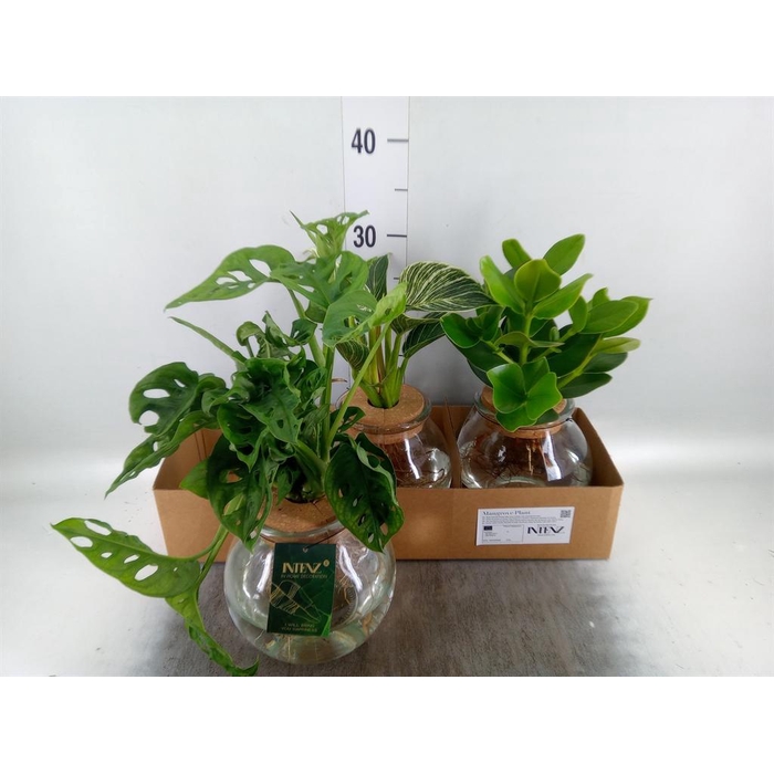 <h4>Planten  ..mix</h4>