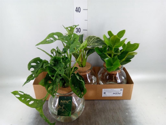 Planten  ..mix