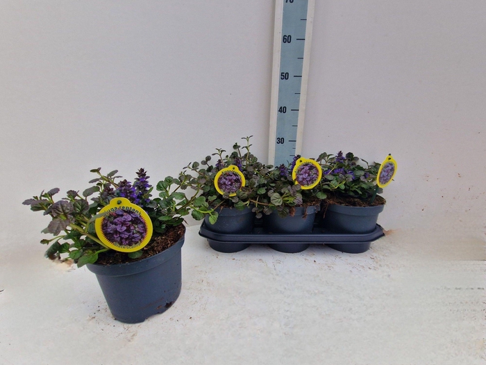 <h4>AJUGA P METALLICA CR</h4>