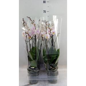 Phalaenopsis multi. 'Ant San Jose'