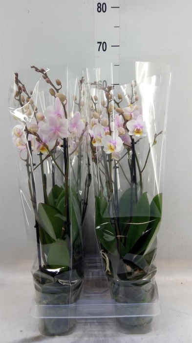 <h4>Phalaenopsis multi. 'Ant San Jose'</h4>