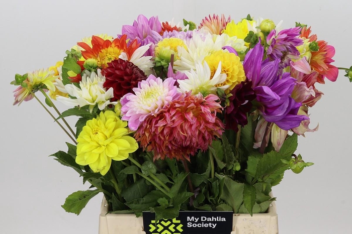 <h4>Dahlia Gemengd in bos</h4>