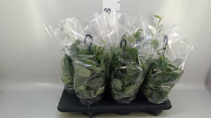 <h4>Scindapsus pictus 'Silvery Ann'</h4>