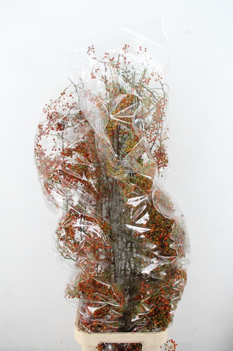 ROSA CORALLO ORANGE GREEN 150CM