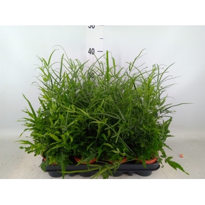 Pteris ensiformis