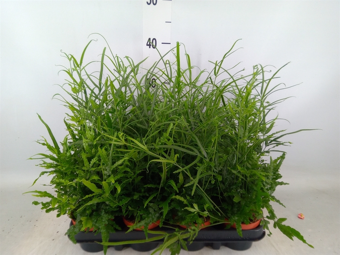 <h4>Pteris ensiformis</h4>
