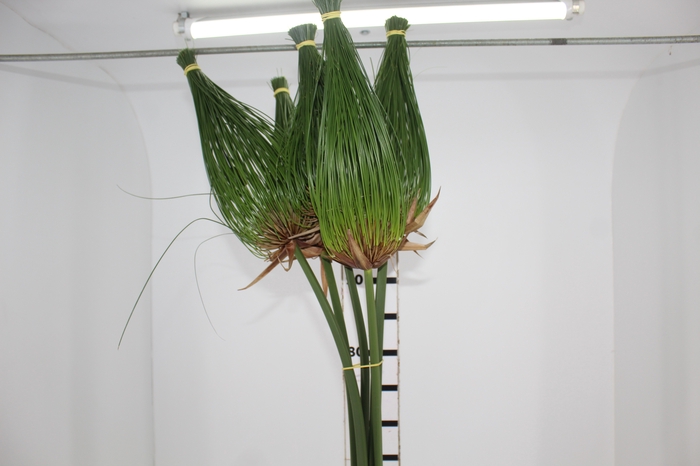 <h4>FOLH PAPIRUS 080 CM</h4>