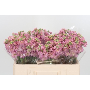 Matthiola Incana D Roze