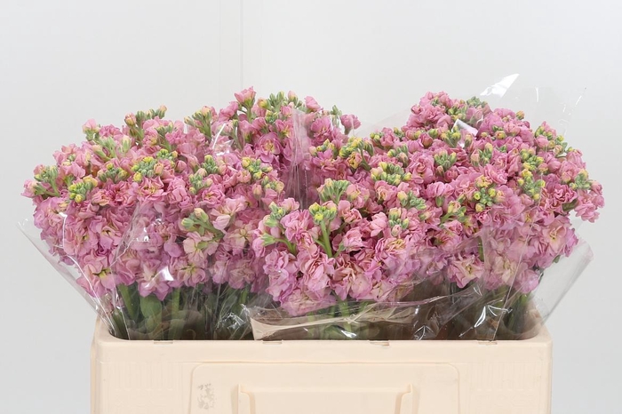 <h4>Matthiola Incana D Roze</h4>