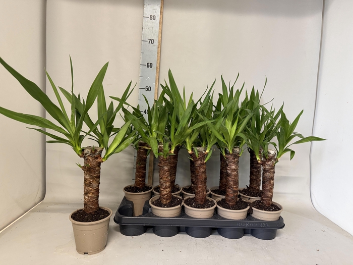 <h4>YUC ELEPHANTIPES</h4>