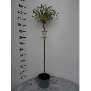 SALIX IN HAKURO NISH