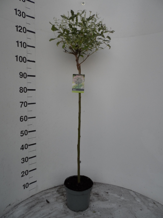 <h4>SALIX IN HAKURO NISH</h4>