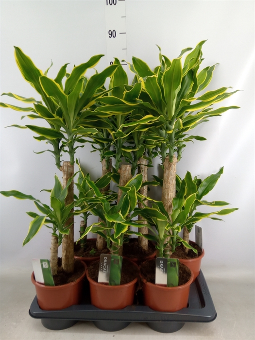 <h4>Dracaena frag. 'Golden Coast'</h4>