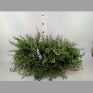 Rosmarinus officinalis 'Prostratus'