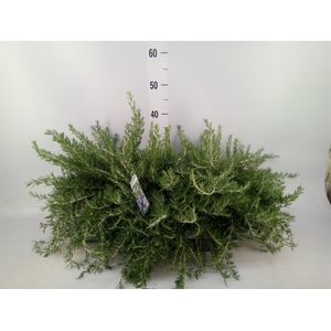 Rosmarinus officinalis 'Prostratus'