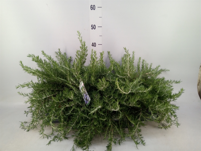 <h4>Rosmarinus officinalis 'Prostratus'</h4>