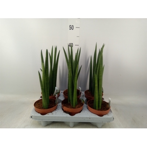 Sansevieria cyl.  ...