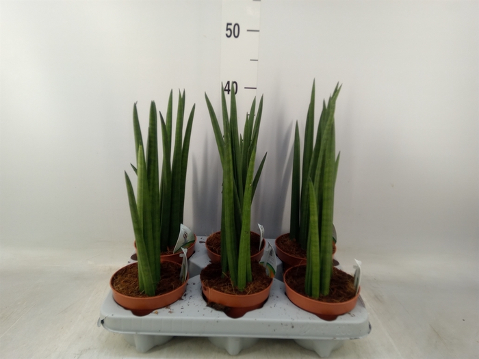 <h4>Sansevieria cyl.  ...</h4>