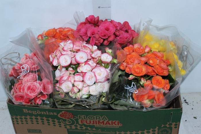 BEGONIA P15