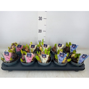 Hyacinthus orie. 'Multifl' ..mix 3