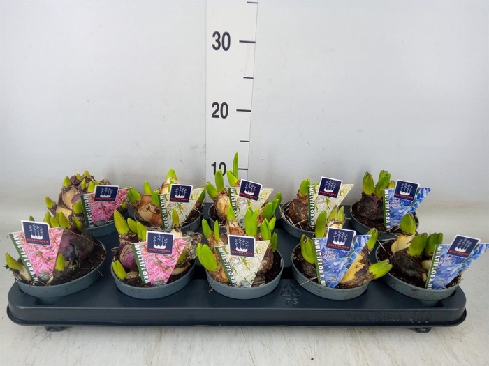 <h4>Hyacinthus orie. 'Multifl' ..mix 3</h4>