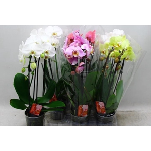 PHAL EL CASCADE