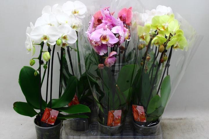 <h4>PHAL EL CASCADE</h4>
