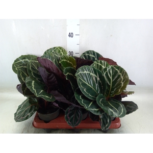 Calathea   ...