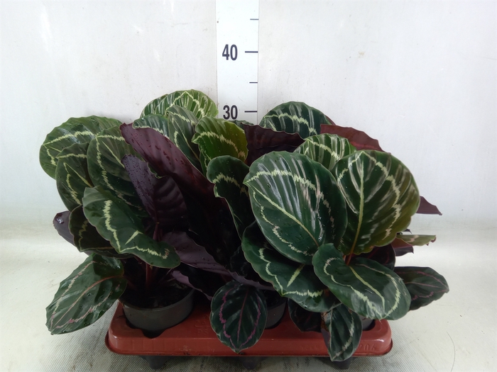 <h4>Calathea   ...</h4>