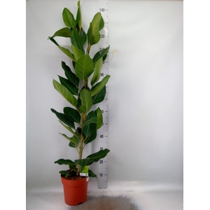Ficus   ...