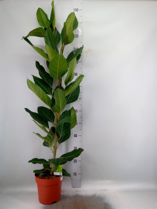 <h4>Ficus ...</h4>