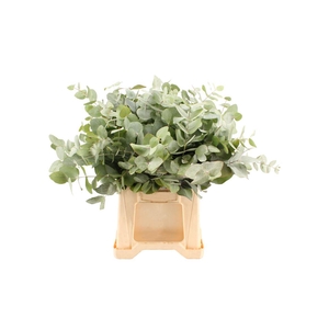 Euca Cinerea Kort Excellenza South Africa