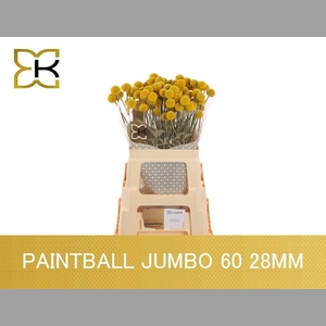 CRAS PAINTBALL JUMBO