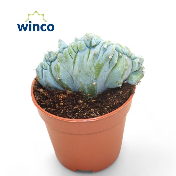 <h4>CACTUS OV</h4>