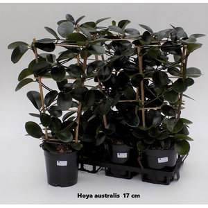 HOYA AUSTRALIS