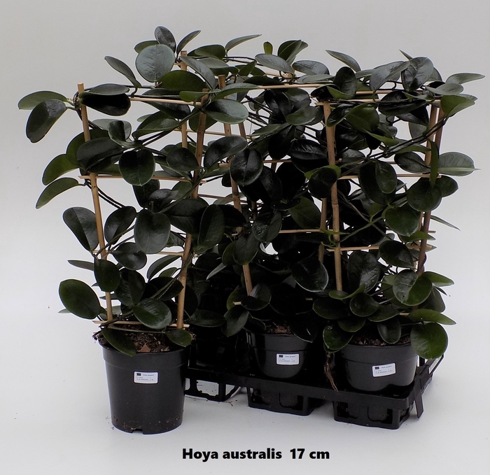 <h4>HOYA AUSTRALIS</h4>