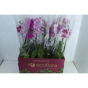 PHALAENOPSIS P12 2 HT