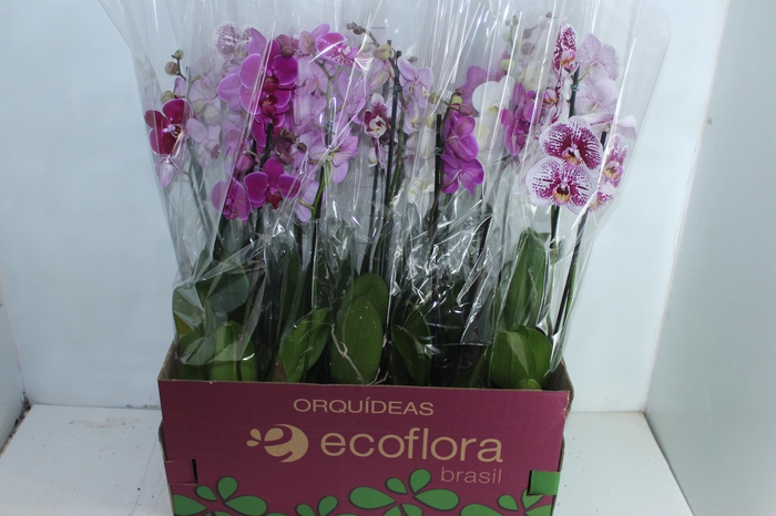 <h4>PHALAENOPSIS P12 2 HT</h4>